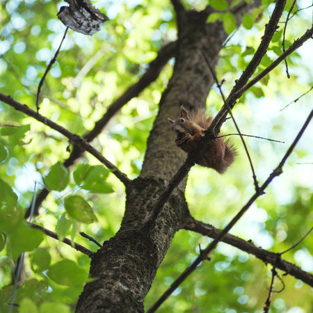 Squirrel gnaws a nut while sitting on a tree branch among green leaves