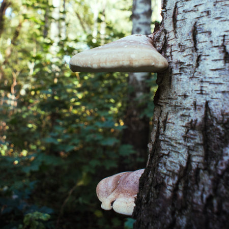 Mushrooms grow on a birch tree in the forest