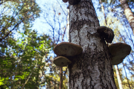 Mushrooms grow on a birch tree in the forest