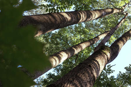 Manchurian hazelnut tree leaves. Tree trunk. Dense thickets