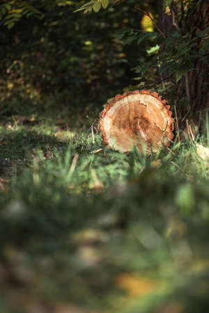 A log lying in the forest on the groundの写真素材