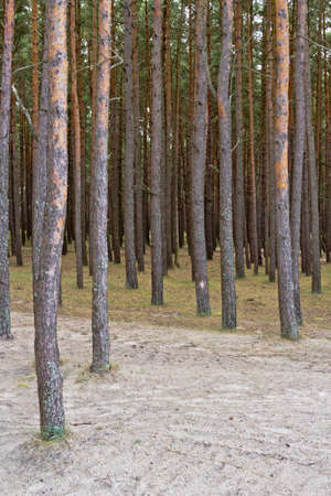 Pine forest in Palenga not far from the sea.