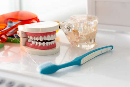 Jaw mockup and toothbrush on the table