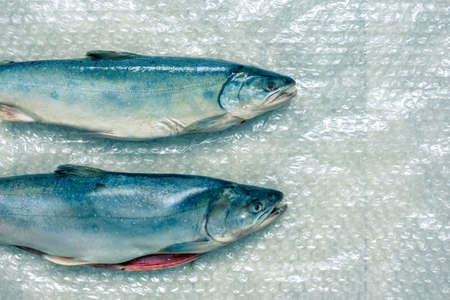 Two dead fish on plastic wrap. A fish dish.の写真素材