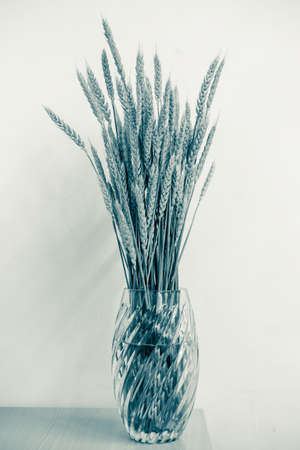 Wheat stalks in a glass vase on a white backgroundの写真素材
