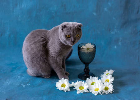 Gray Scottish fold cat on a blue background glass and chamomile flowers.の写真素材