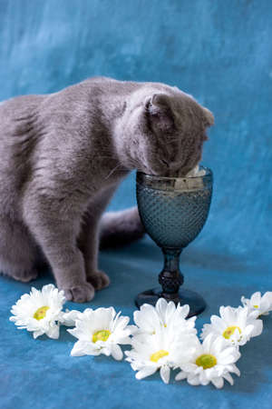 A gray Scottish Fold cat is drinking from a glass.の写真素材
