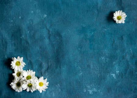 Group of daisies on a blue background