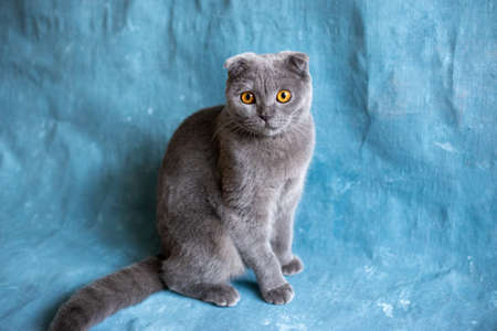 Gray scottish fold cat on blue canvas