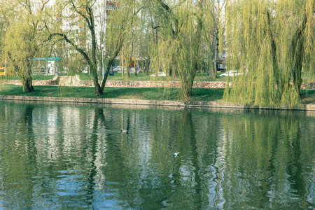 Many paper boats float on the water. Origami.の写真素材