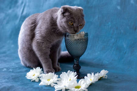A gray Scottish Fold cat is drinking from a glass.の写真素材
