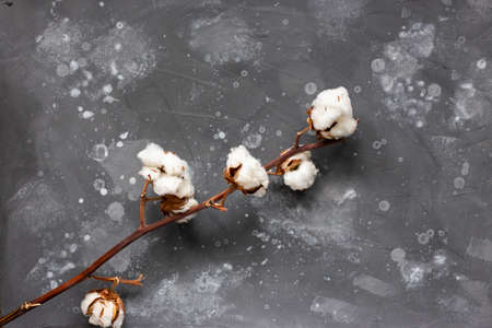 A branch of cotton on a background of a gray wallの写真素材