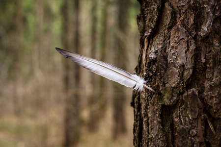 A birds feather sticking out of a tree.の写真素材