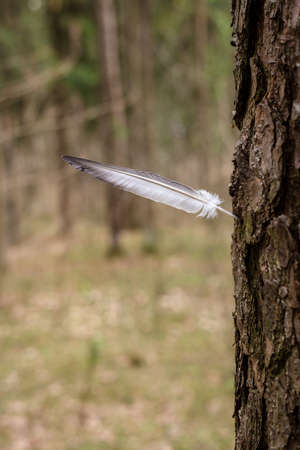 A birds feather sticking out of a tree.の写真素材