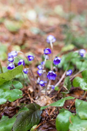 Purple flowers grow in the forest. Wild flowers.の写真素材
