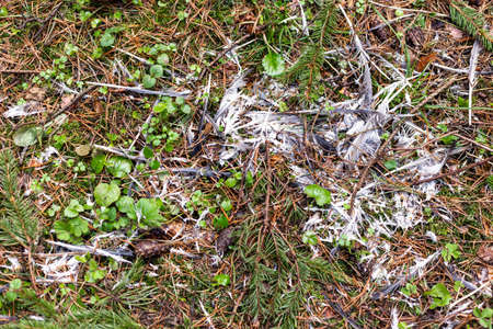 Feathers on the ground. Remains of a birds nest.