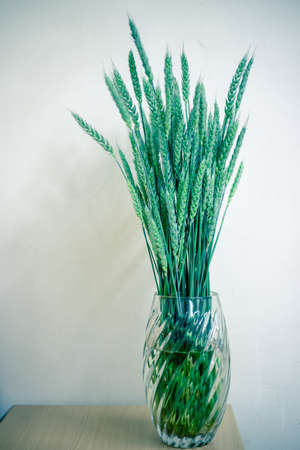 Wheat stalks in a glass vase on a white backgroundの写真素材