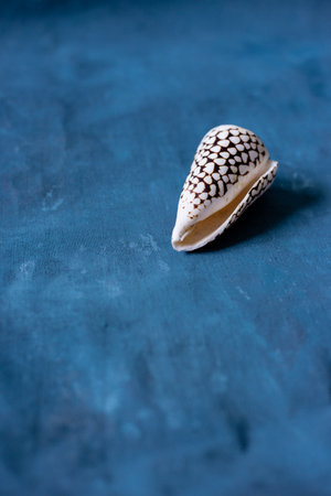 Black Cone on a blue background. Conus Marmoreus. Shell With White Triangle. High quality photoの写真素材