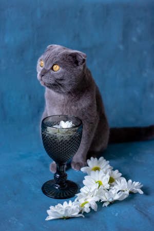 Gray Scottish fold cat on a blue background glass and chamomile flowers.の写真素材