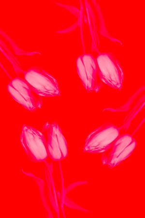 Yellow tulips on violet background Art processing.の写真素材