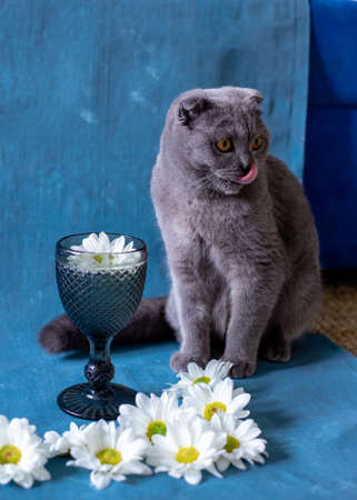 Gray Scottish fold cat on a blue background glass and chamomile flowers.の写真素材