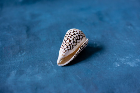 Black Cone on a blue background. Conus Marmoreus. Shell With White Triangle.の写真素材