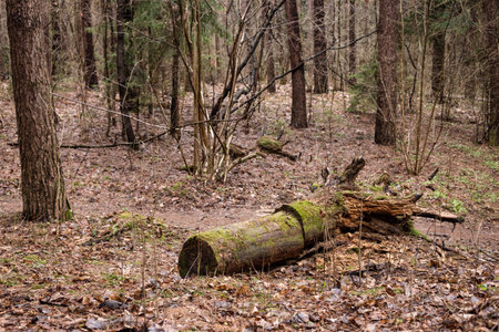 Uprooted tree in the forest. Autumn forest.の写真素材