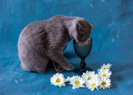 A gray Scottish Fold cat is drinking from a glass.の写真素材