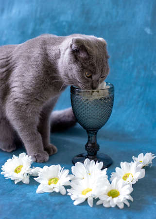 A gray Scottish Fold cat is drinking from a glass.の写真素材