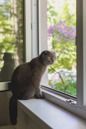 The cat sits on the windowsill and looks out the windowの写真素材