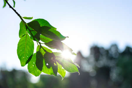 Sunbeams at sunset pass through the foliage of treesの写真素材