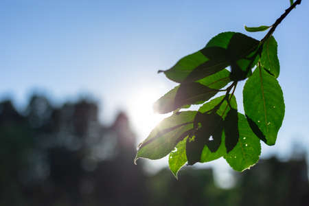Sunbeams at sunset pass through the foliage of treesの写真素材