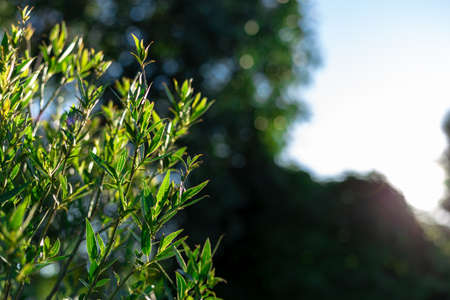 Sunbeams at sunset pass through the foliage of treesの写真素材