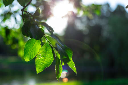 Sunbeams at sunset pass through the foliage of treesの写真素材