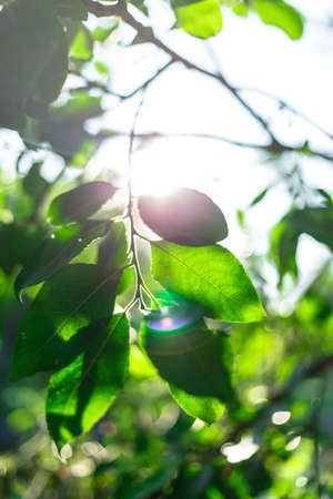 Sunbeams at sunset pass through the foliage of treesの写真素材
