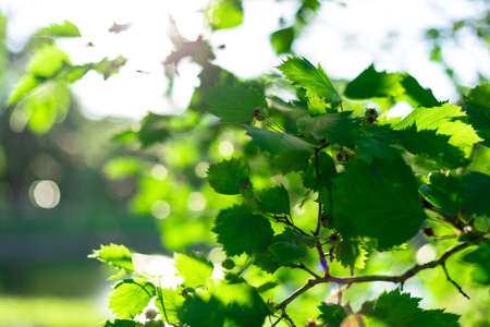 Sunbeams at sunset pass through the foliage of trees