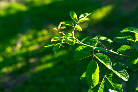 Sunbeams at sunset pass through the foliage of treesの写真素材