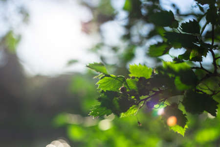 Sunbeams at sunset pass through the foliage of treesの写真素材