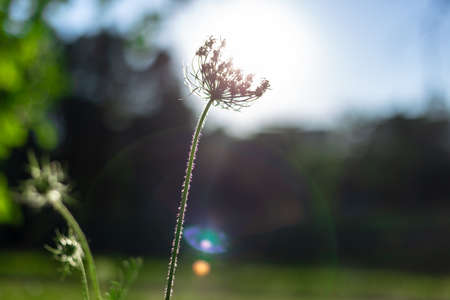 Wild carota and the rays of the setting sun. Daucus Carota.の写真素材