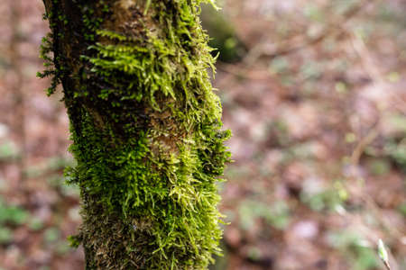 Green moss on a tree trunk. Tree in the forestの写真素材