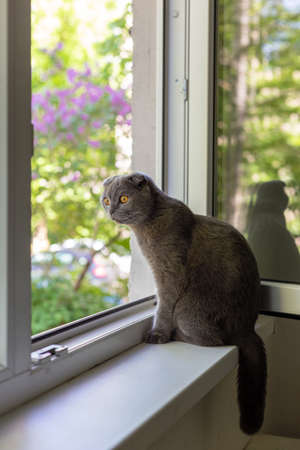 The cat sits on the windowsill and looks out the windowの写真素材
