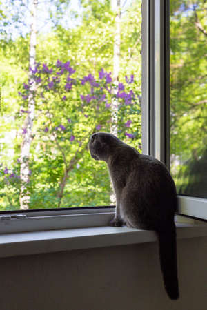 The cat sits on the windowsill and looks out the windowの写真素材