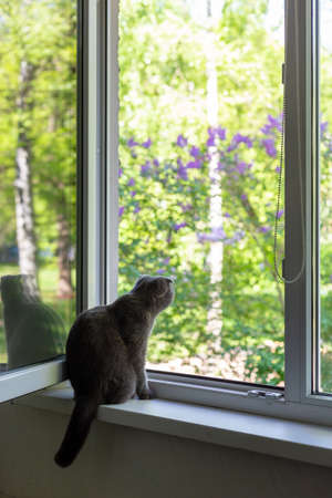 The cat sits on the windowsill and looks out the windowの写真素材
