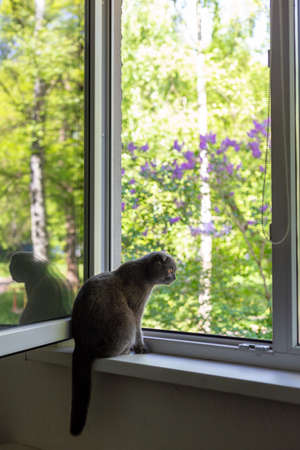 The cat sits on the windowsill and looks out the windowの写真素材