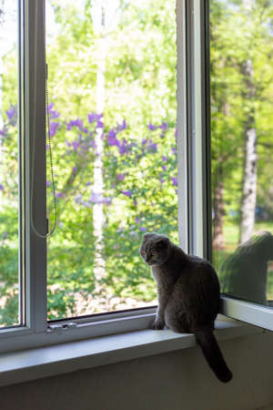 The cat sits on the windowsill and looks out the windowの写真素材