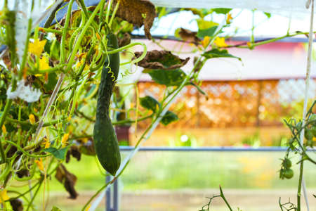 A large cucumber hanging on a branch in a greenhouseの写真素材