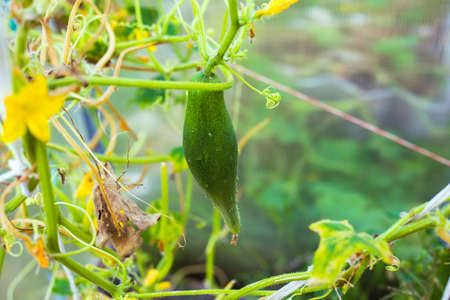 A large cucumber hanging on a branch in a greenhouseの写真素材