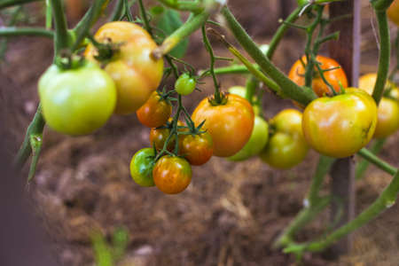Unripe green tomatoes on a branch in a greenhouseの写真素材