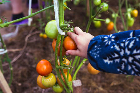 A child with his hand removes a tomato from a branchの写真素材