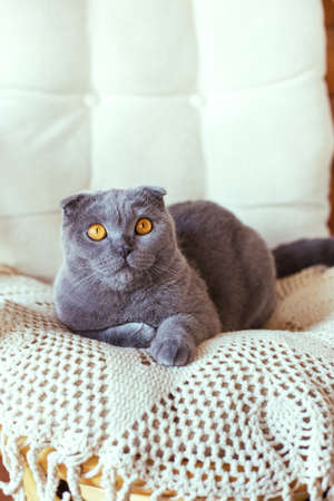 Gray scottish fold cat sitting on a chairの写真素材